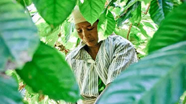 Ethiopian coffee farmer harvesting specialty coffee beans