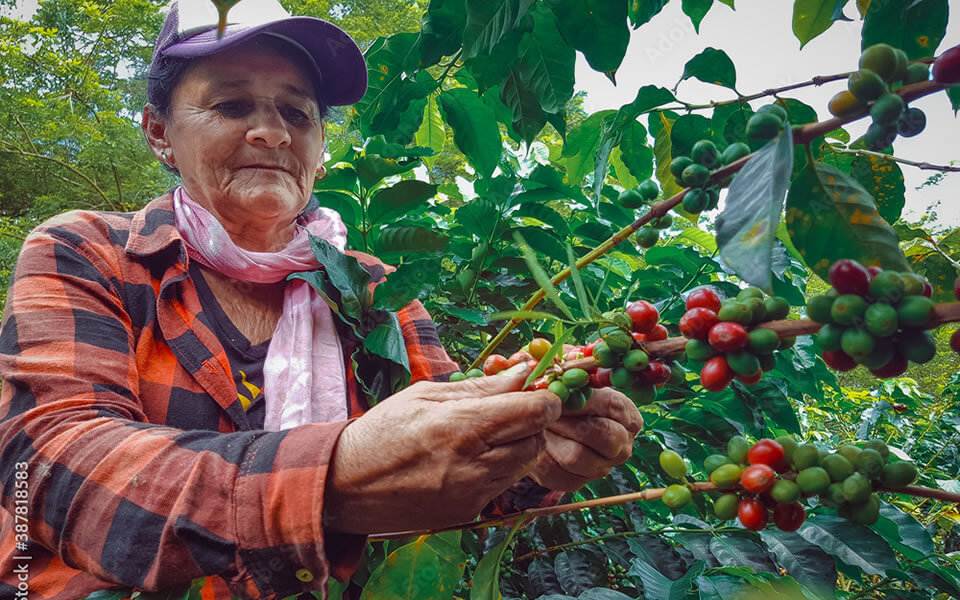 Small coffee farmer harvesting premium coffee beans
